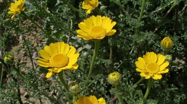 Желтые цветы: самые красивые садовые многолетники и однолетники